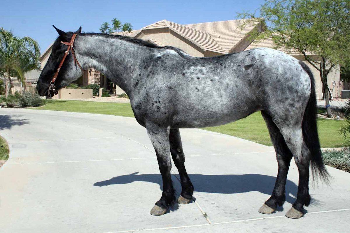 Вороно Чалая лошадь