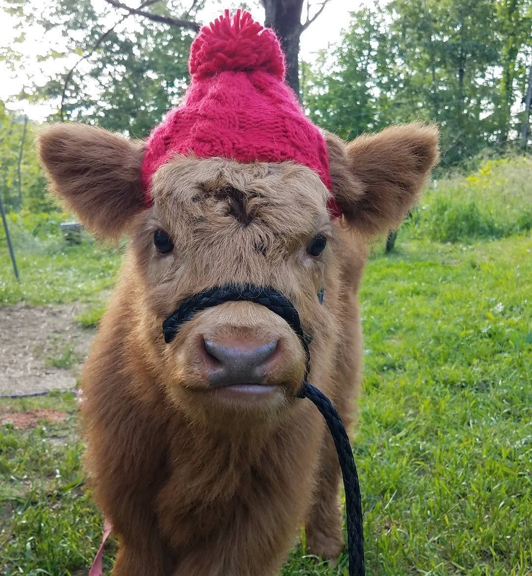 Веселая корова.