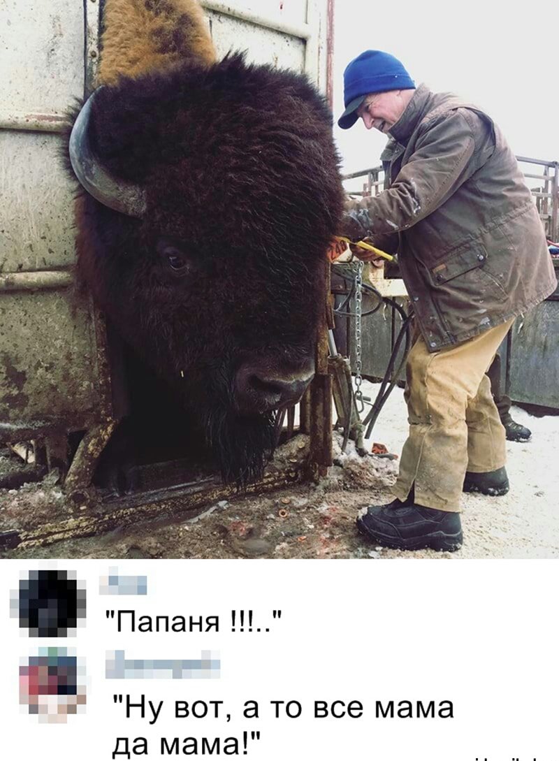 Корова выглядывает из-за угла