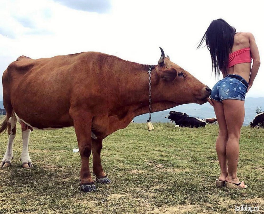 Бык из сказки