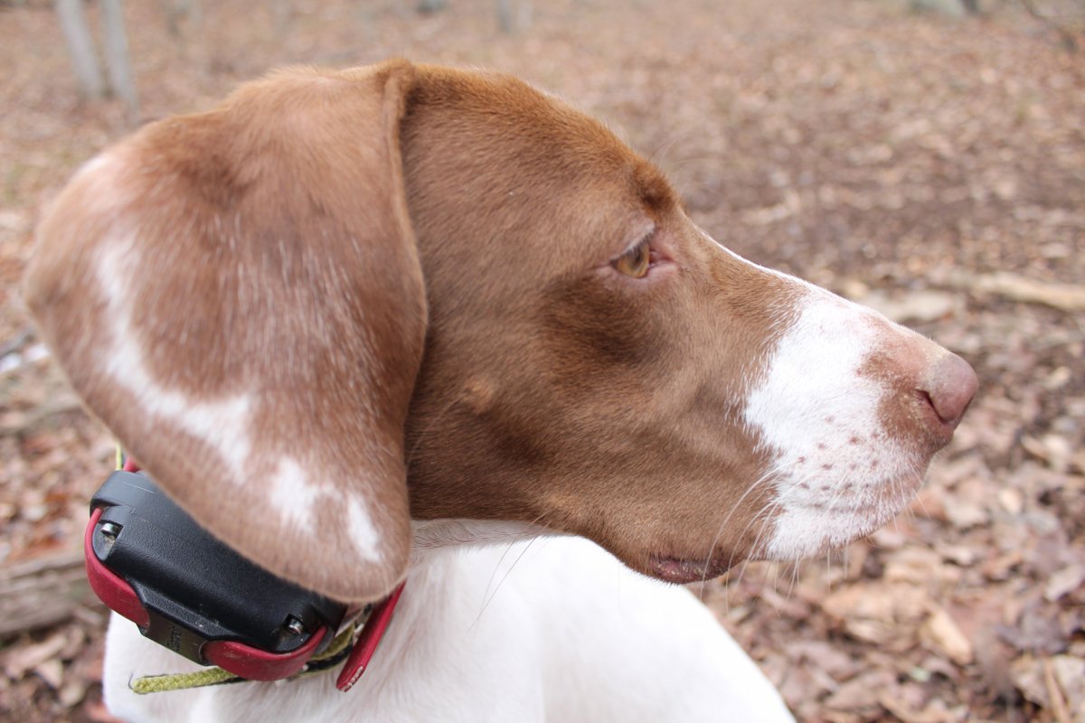 Талбот собака