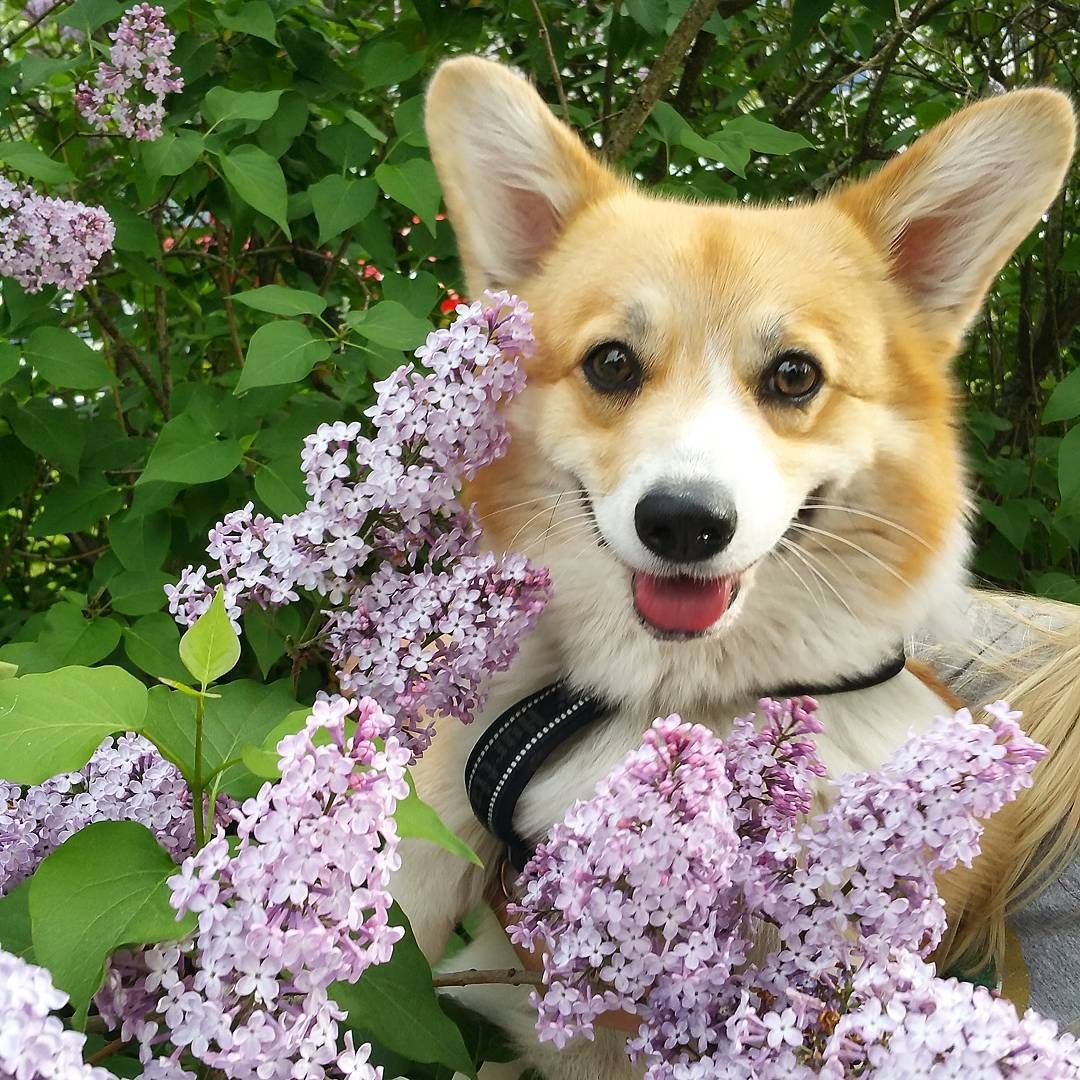 Обои на рабочий стол таксы смешные