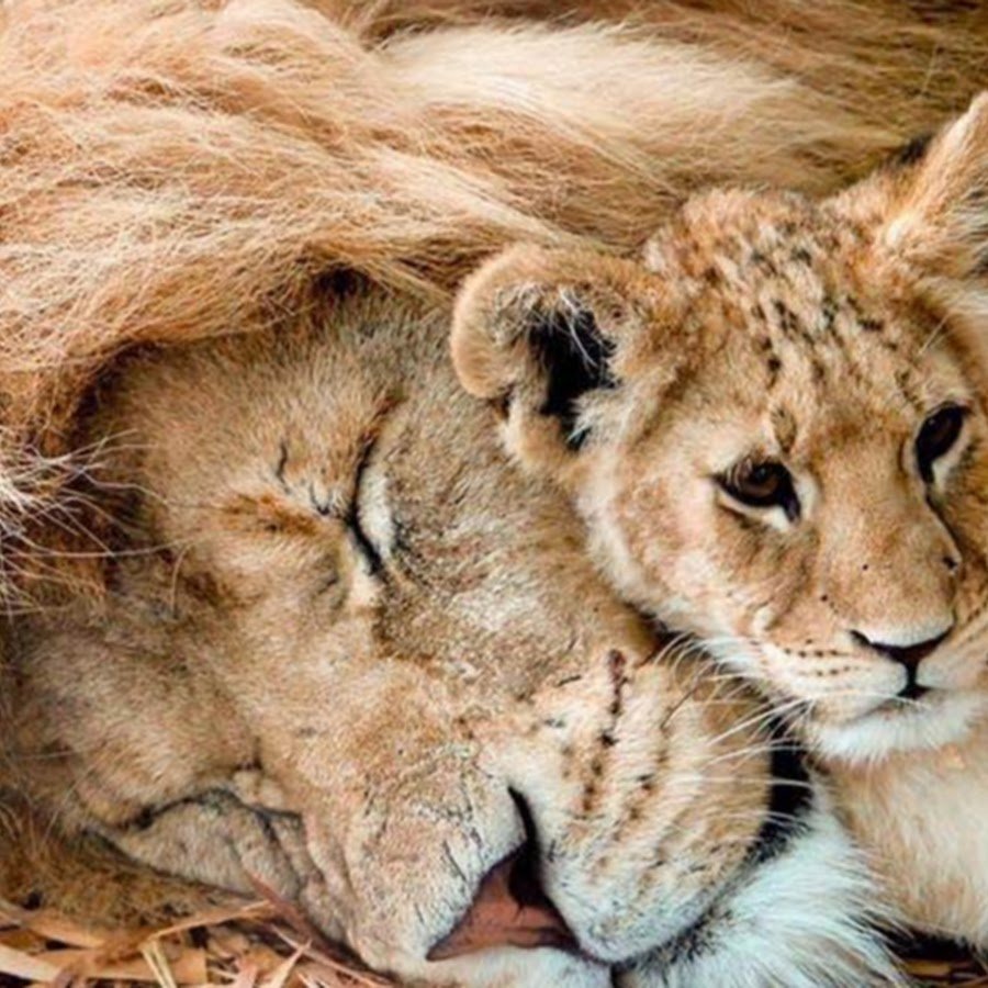 Львица и Львенок