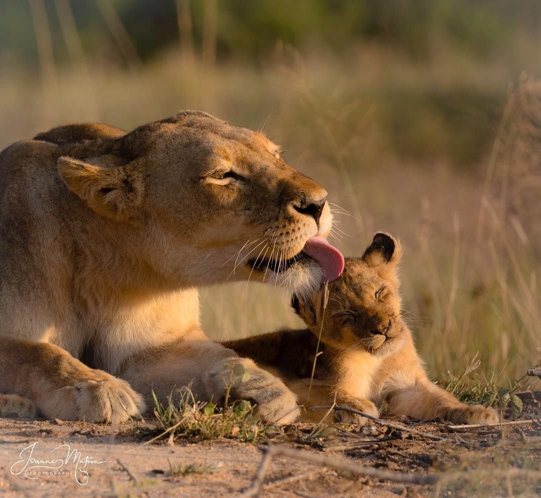 Лев львица и Львенок
