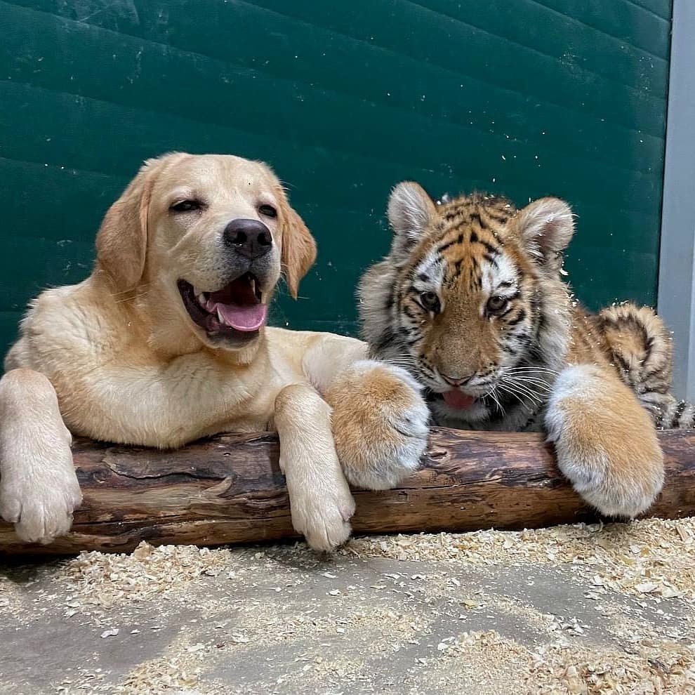 Любовь животных