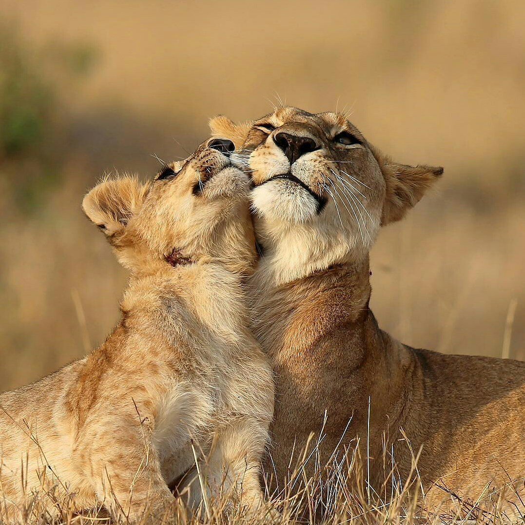 Львица и Львенок