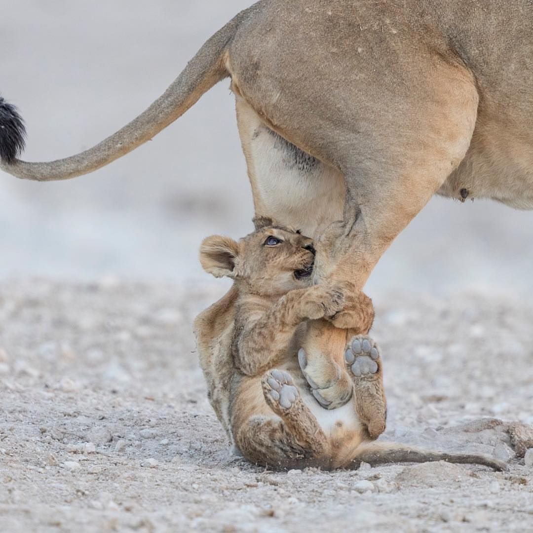 Лев Инстаграм