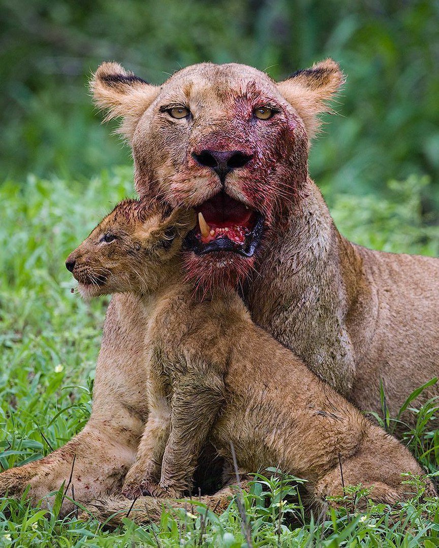Тату львица и Львенок