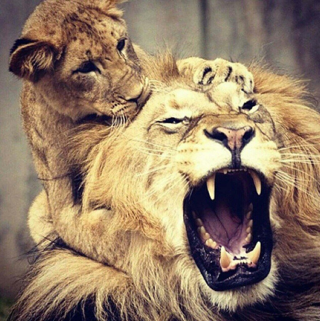 Животный инстинкт