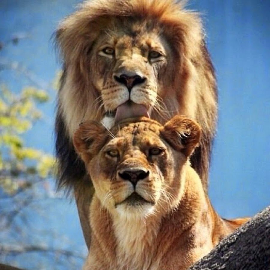 Львица проснулась