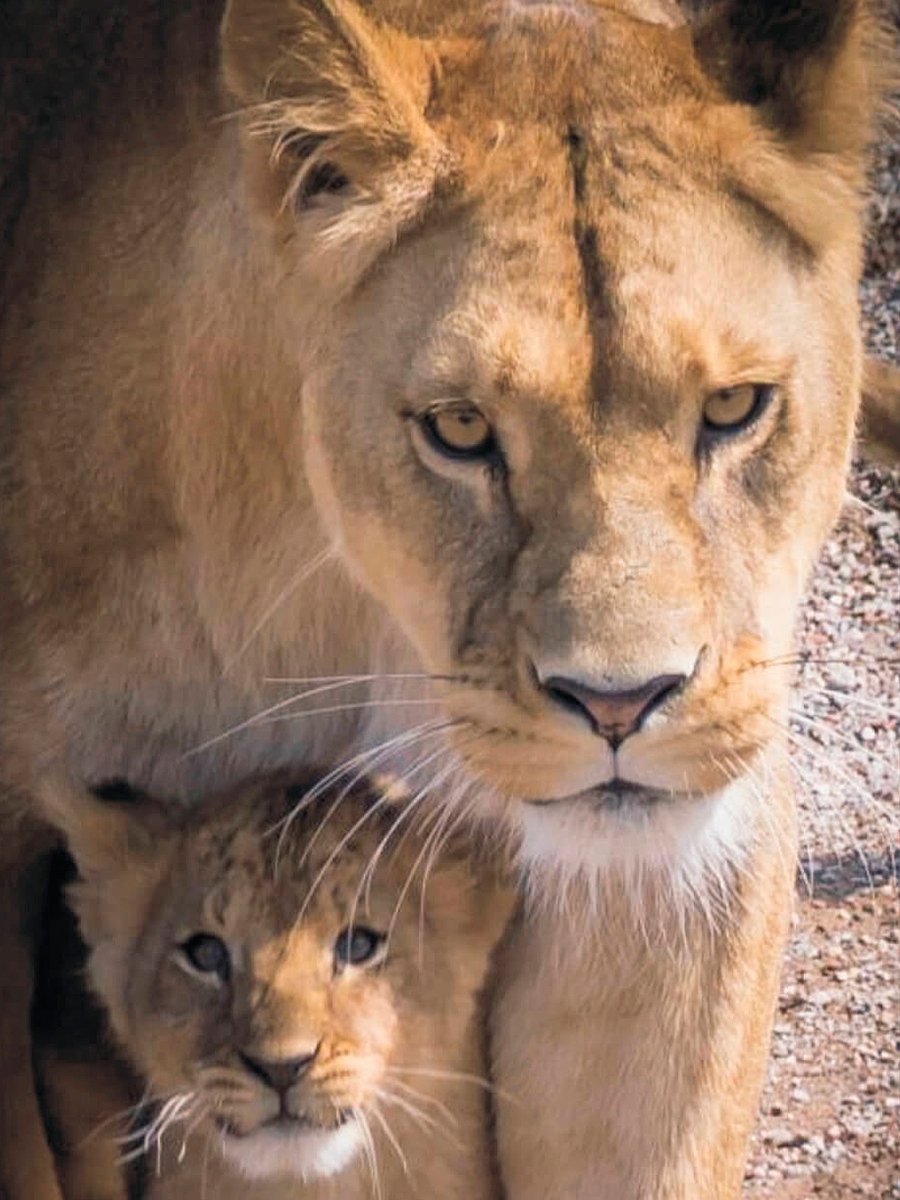 Нежность животные