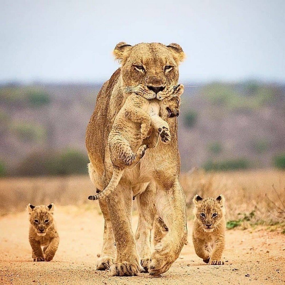 Лев львица и Львенок семья