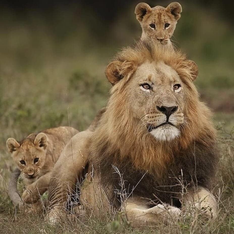 Инстинкты животных