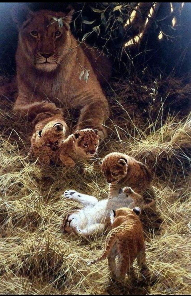 Прайд Львов семья