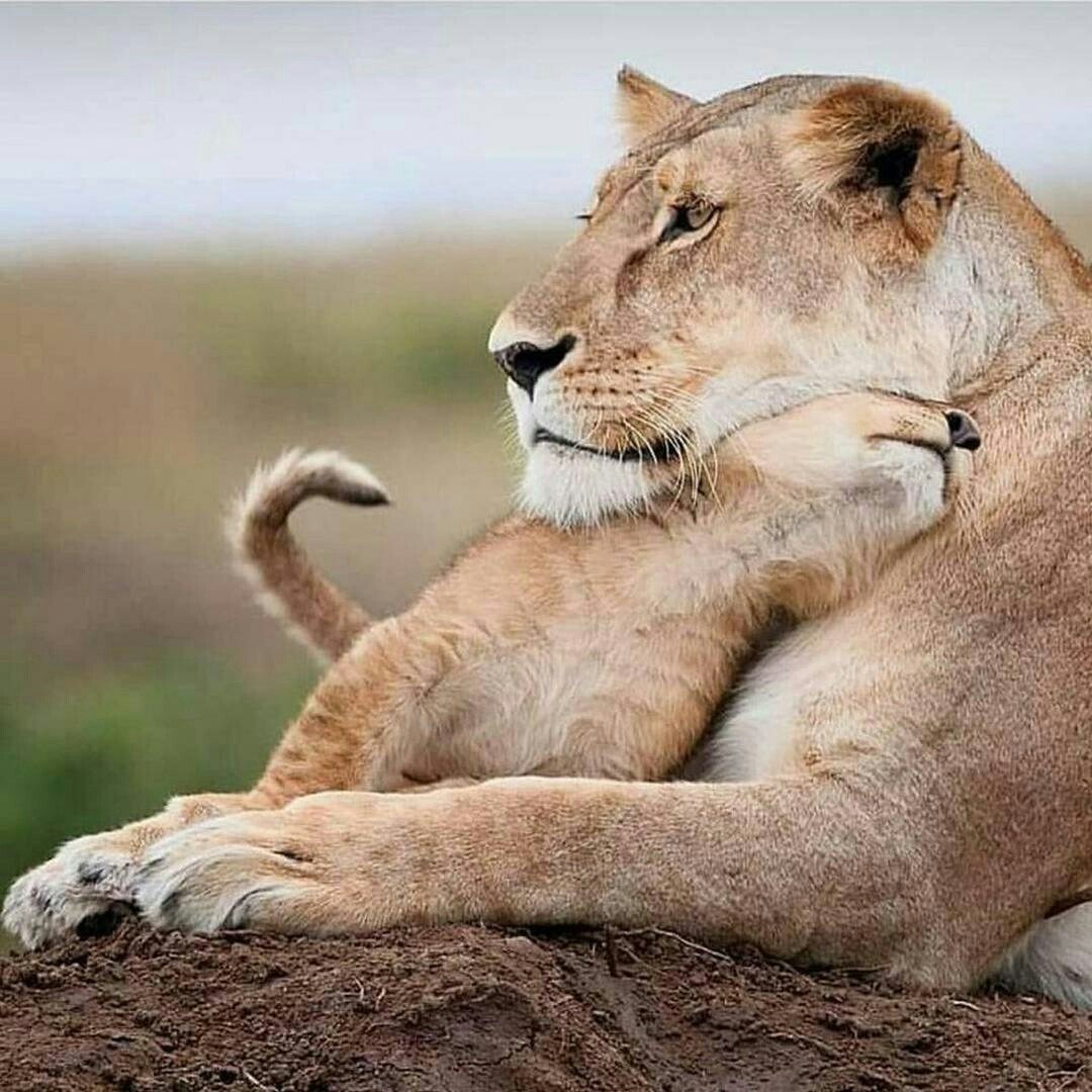 Фотосессия со львенком