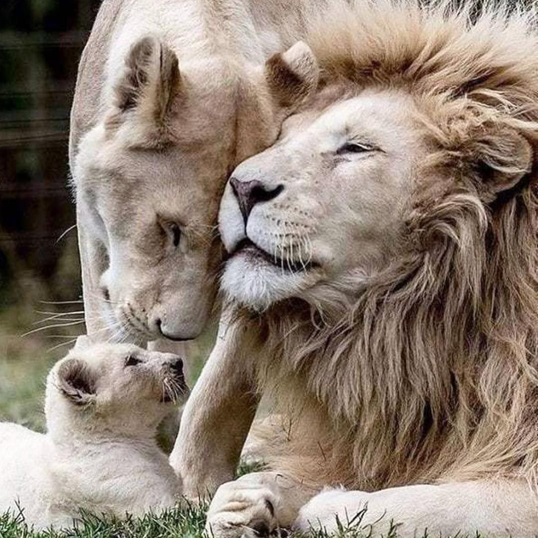 Семья Львов живопись акрил