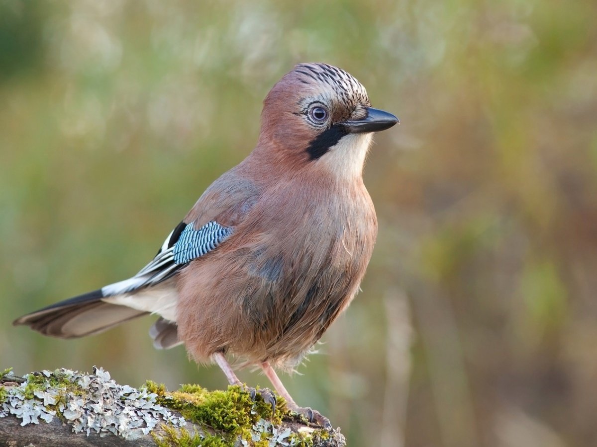 Птица которая ест желуди