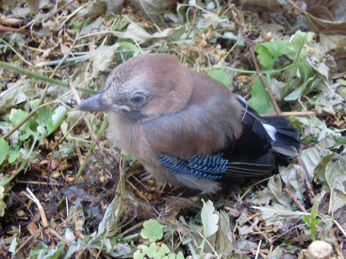 Сойка птица птенец