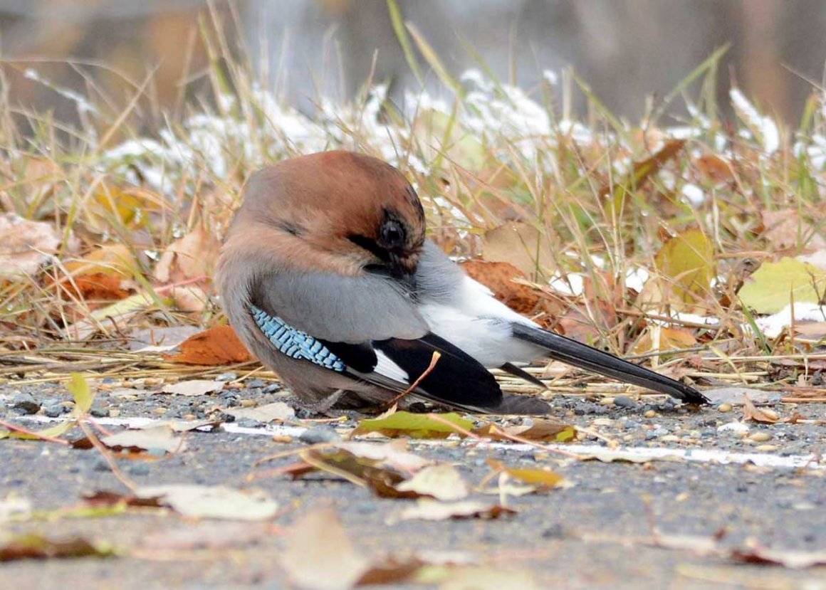 Украшенная Сойка