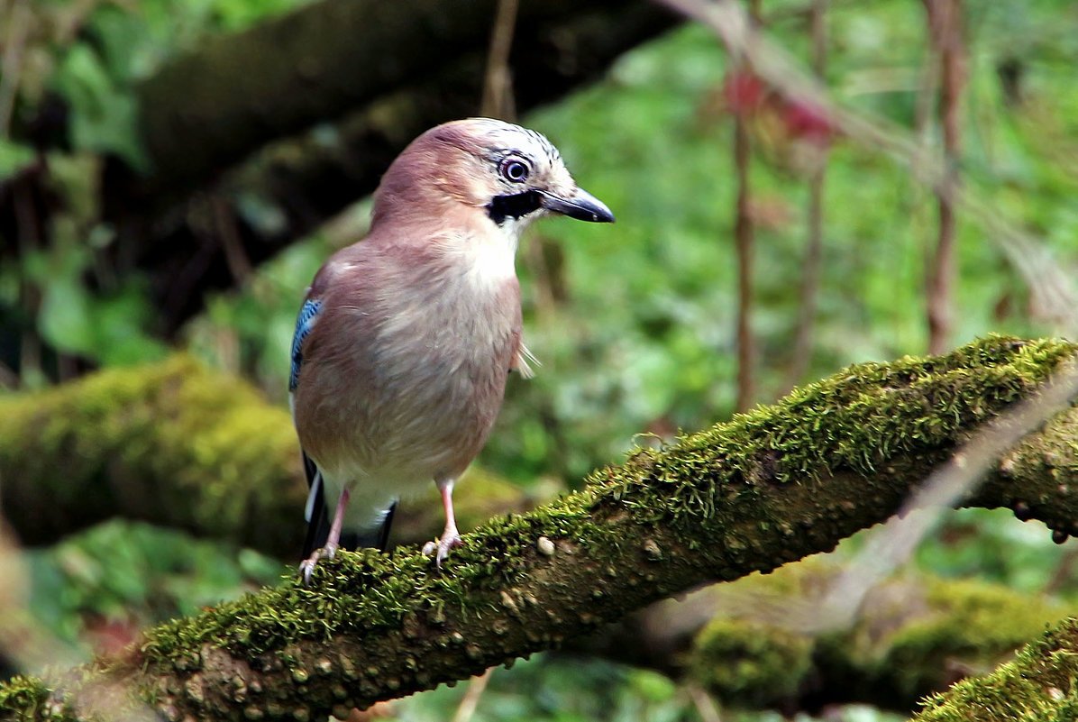Птенец сойки фото