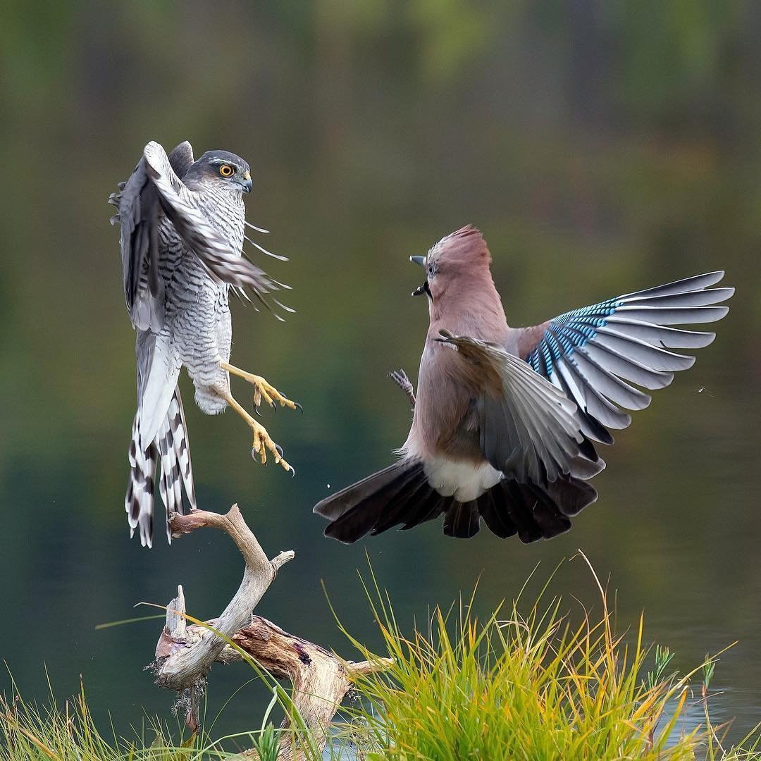 Сойка Сибирская