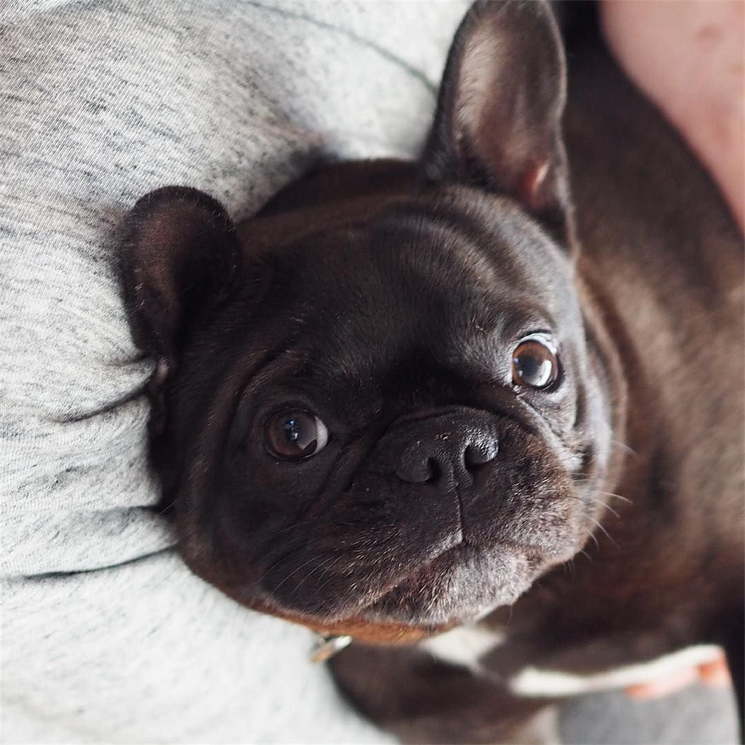 Французский бульдог и Мопс