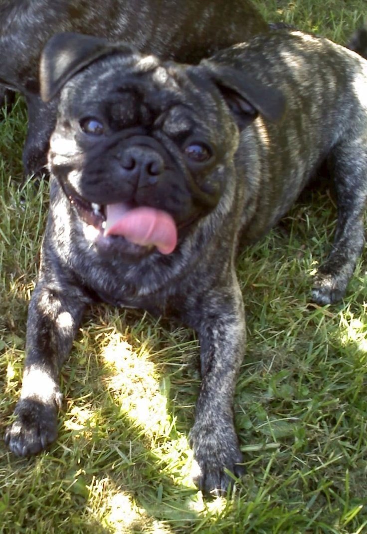 Мопс чих французский бульдог