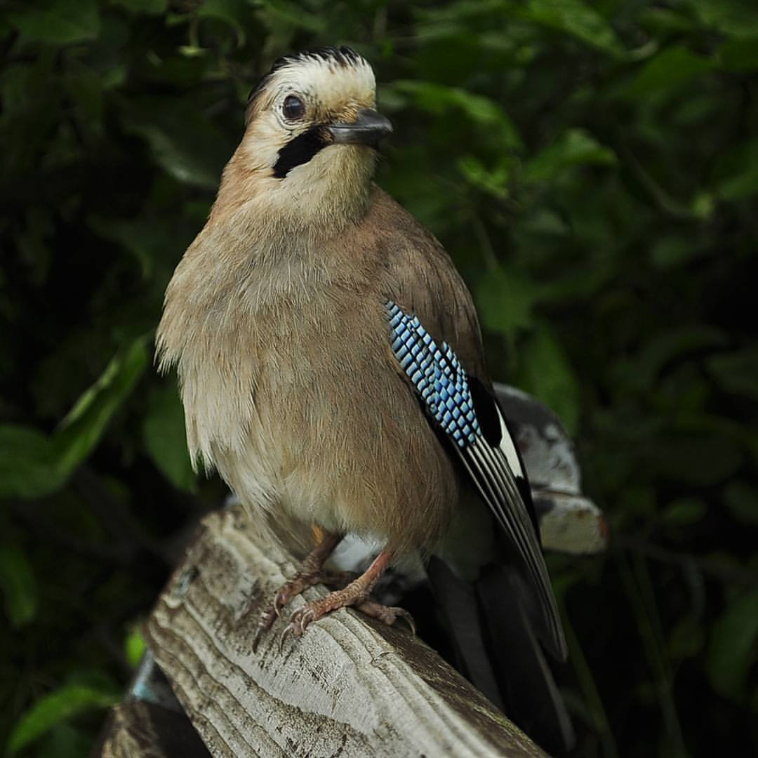 Лесная сорока Сойка