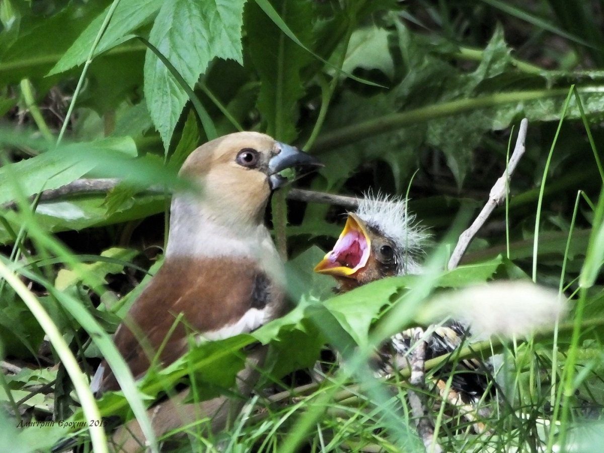 Как выглядит птенец сойки