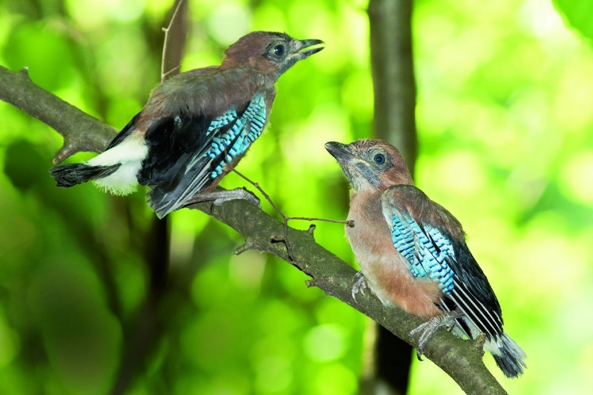 Голубая Сойка с детенышем