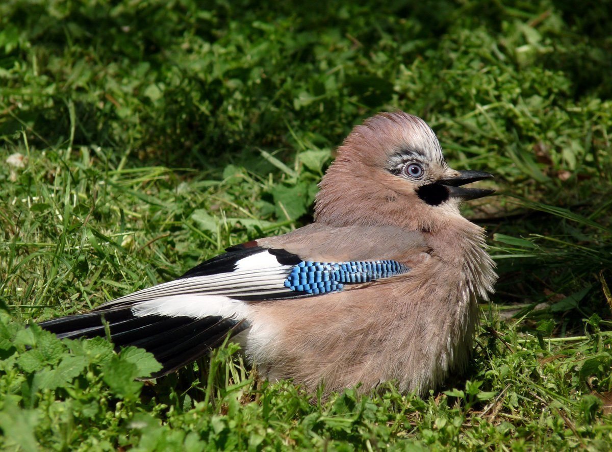 Сойка птица самец и самка