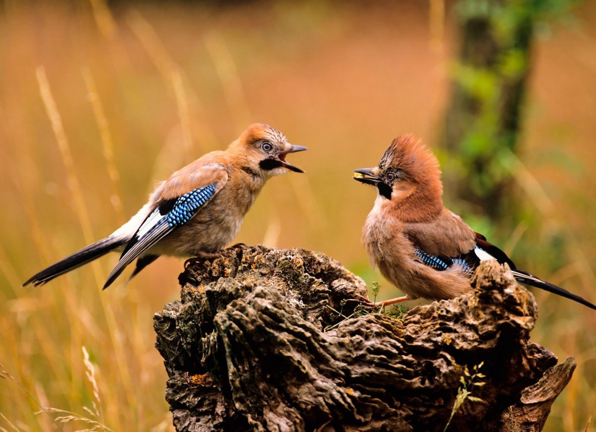 Сойка Крымская эндемик Крыма