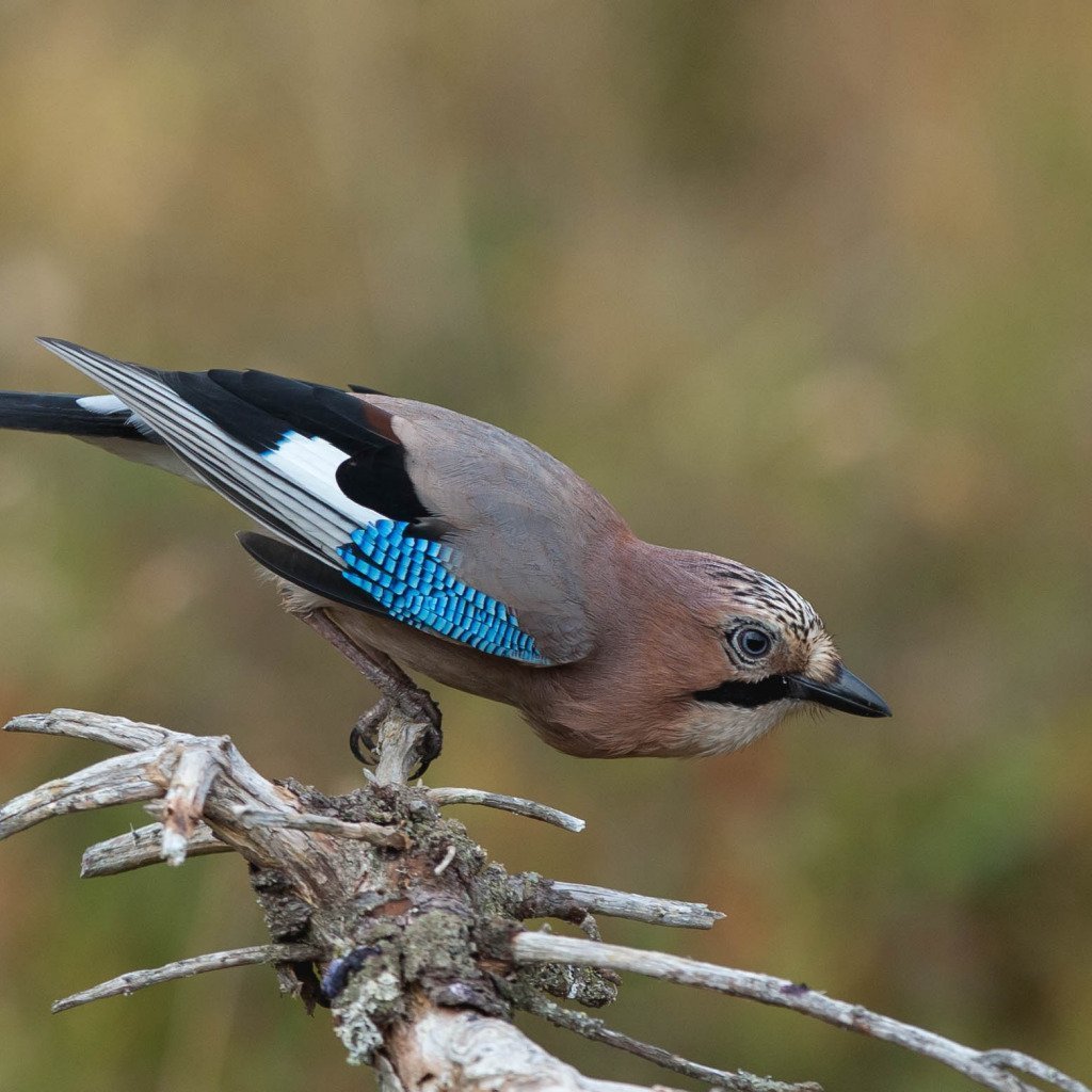 Черноголовая Сойка птенец