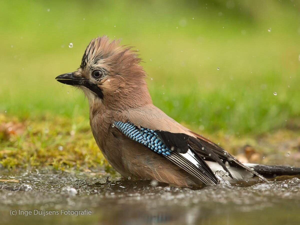 Голубая Сойка птенец