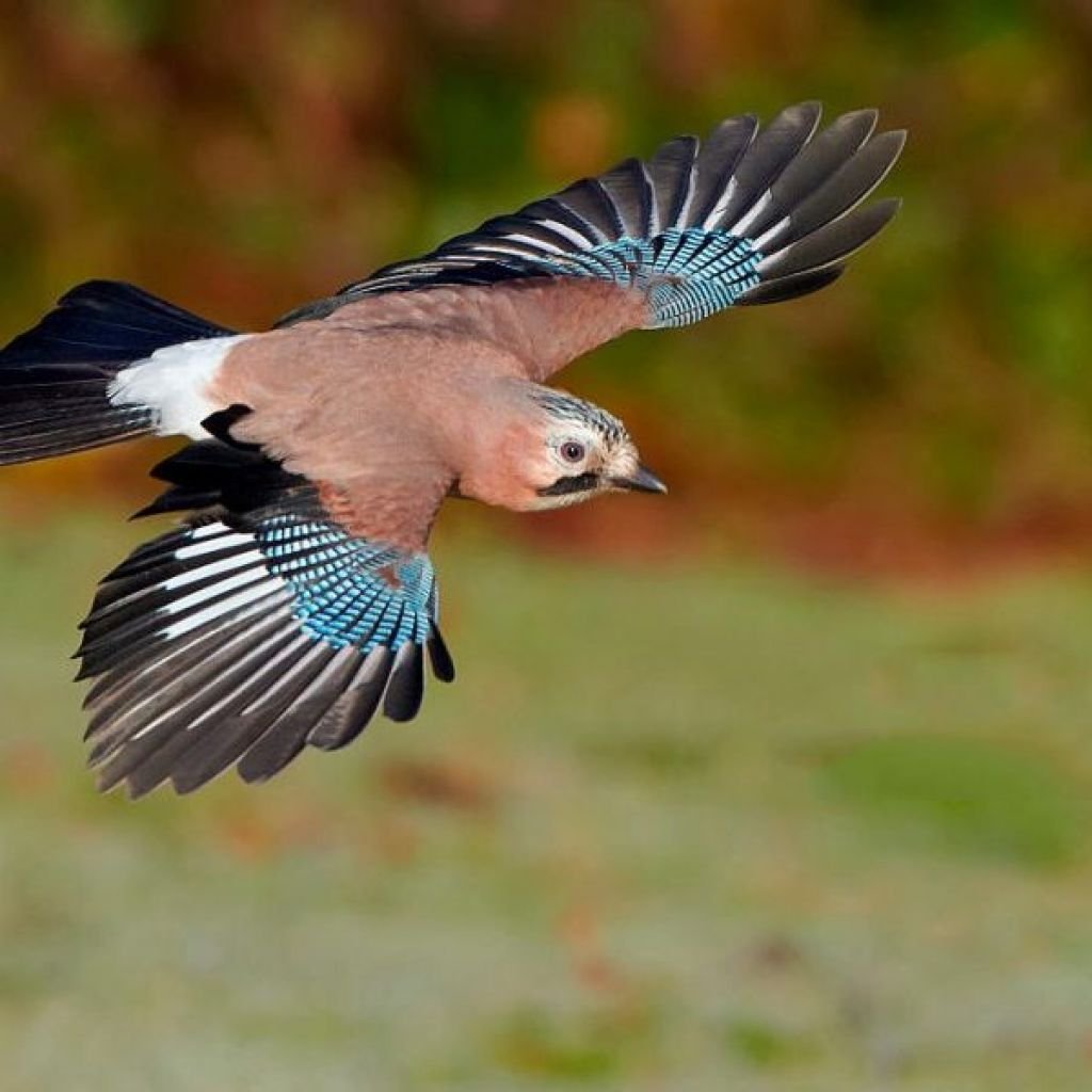 Сойка птица самец и самка