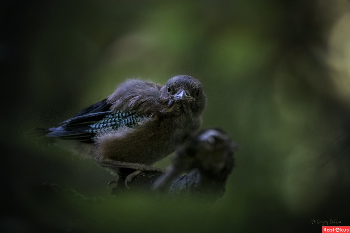 Птенцы Лазурной сойки