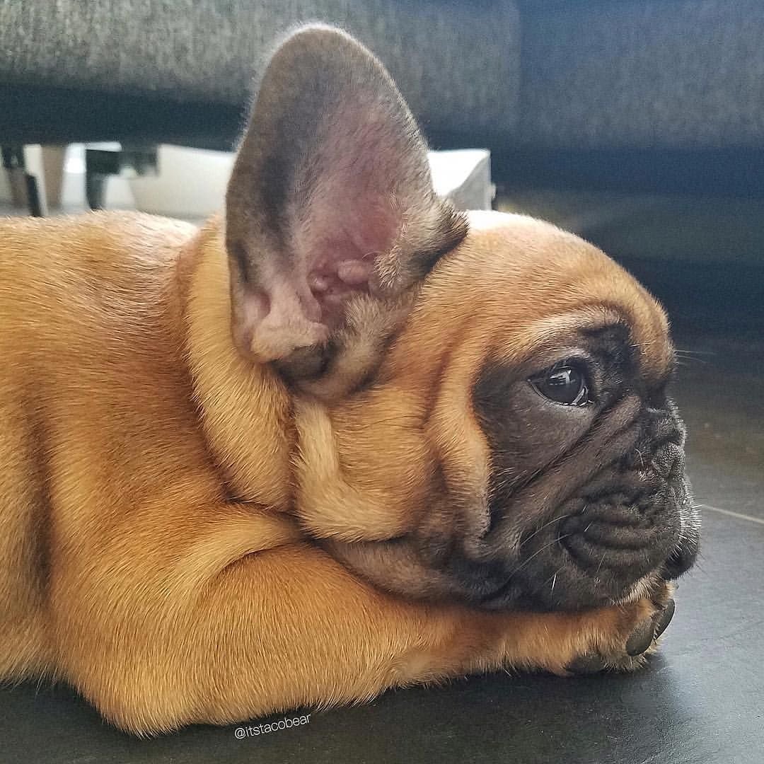 Мопс чих французский бульдог