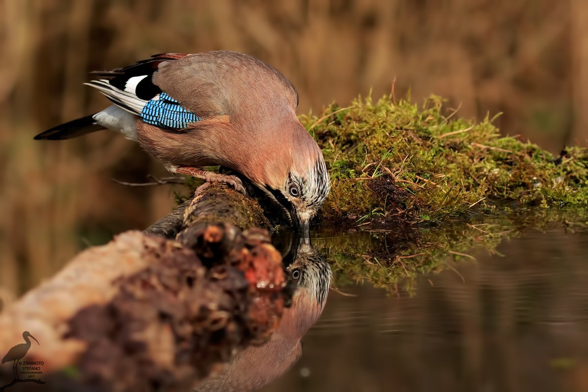 Сойка птица гнездо