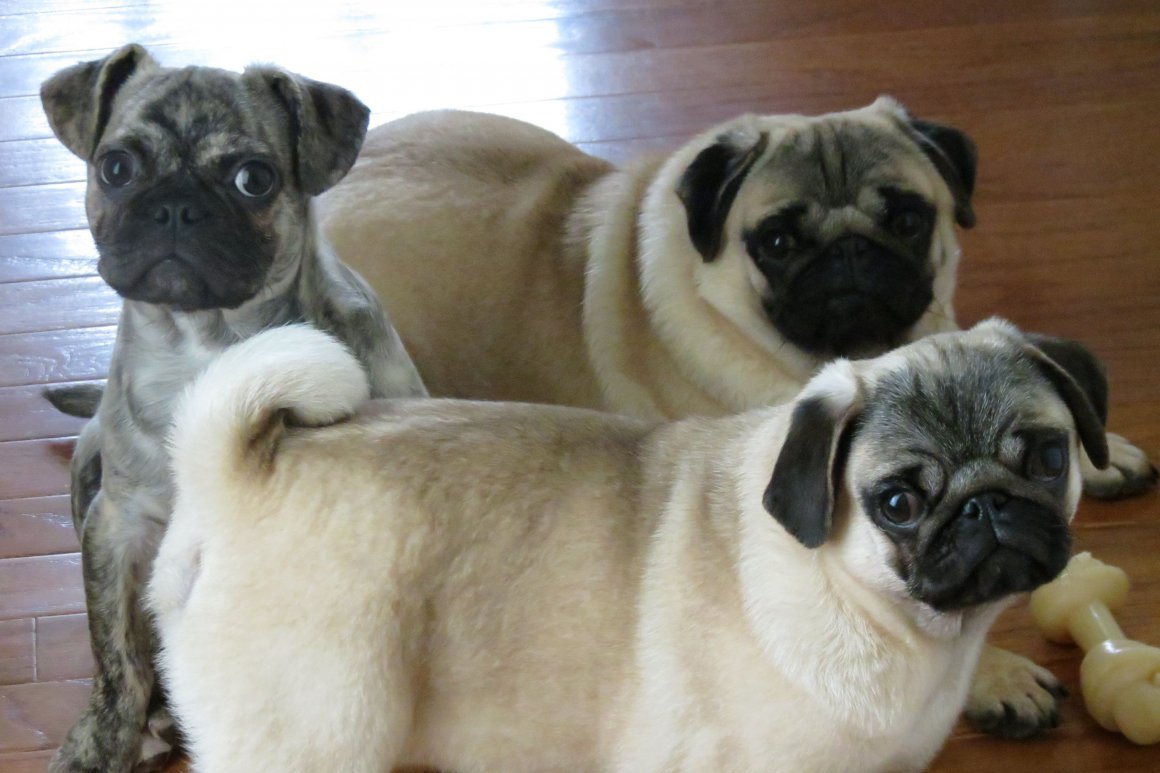 Французский Мопс