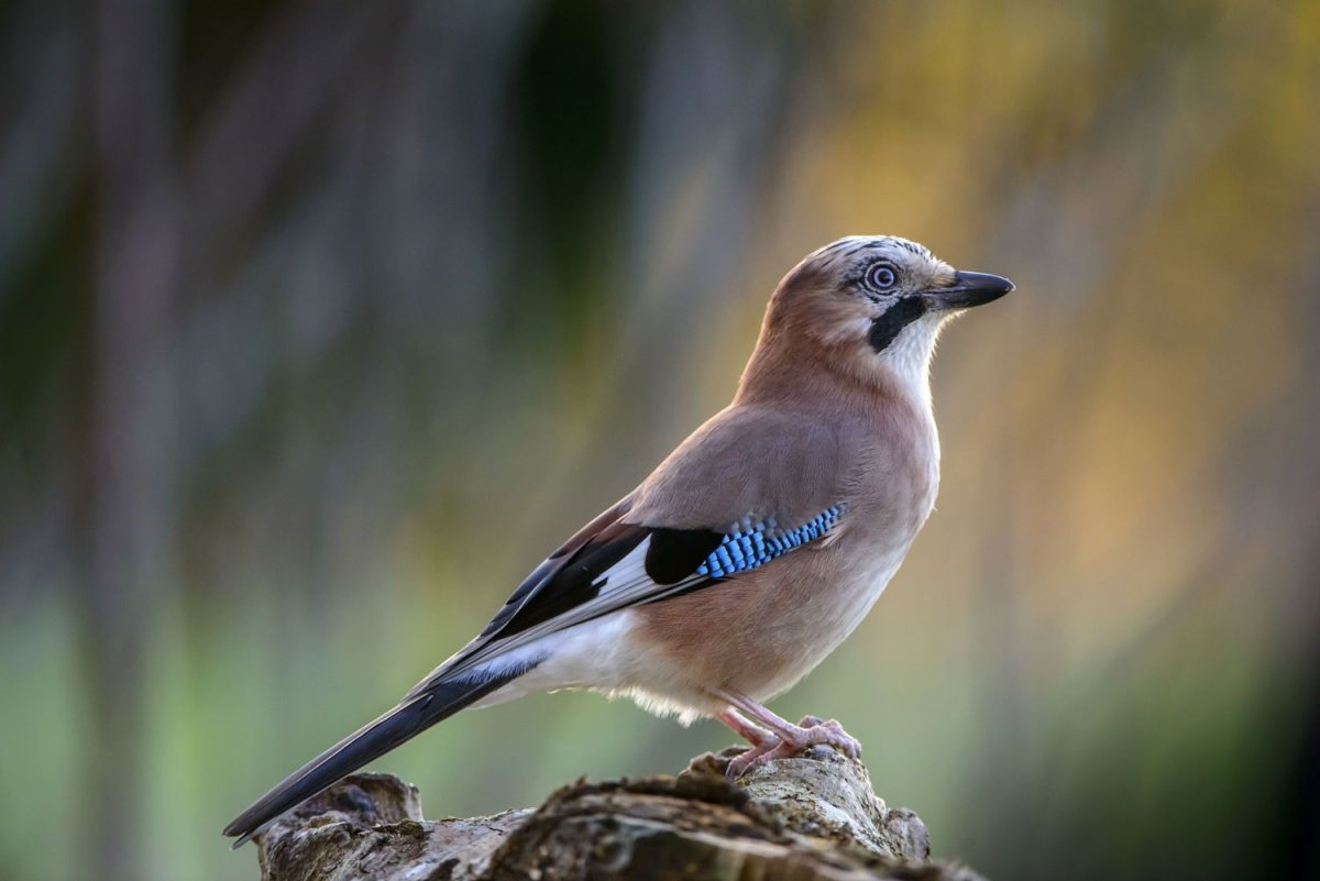 Сойка самец и самка