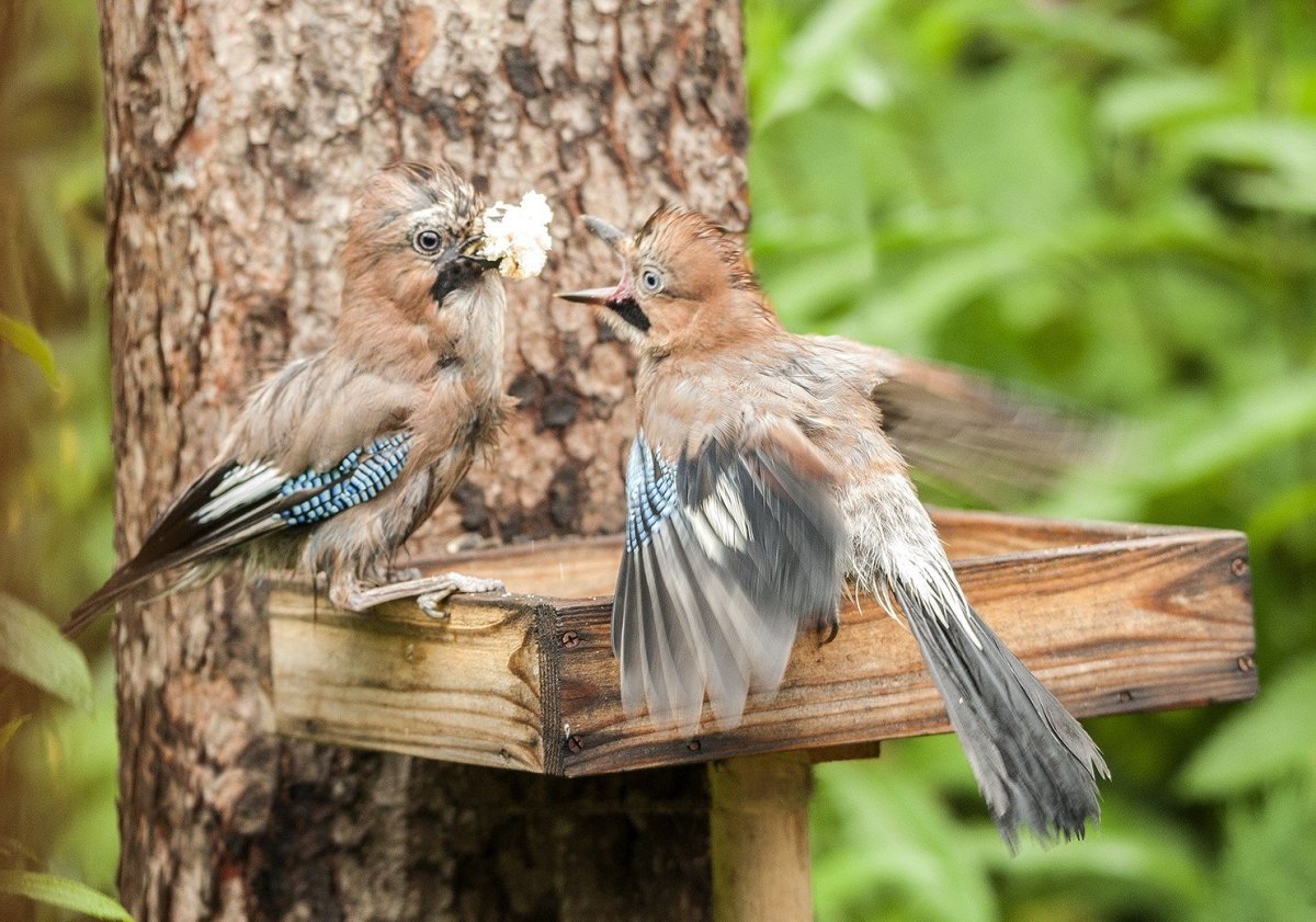 Желтоголовый Сойка