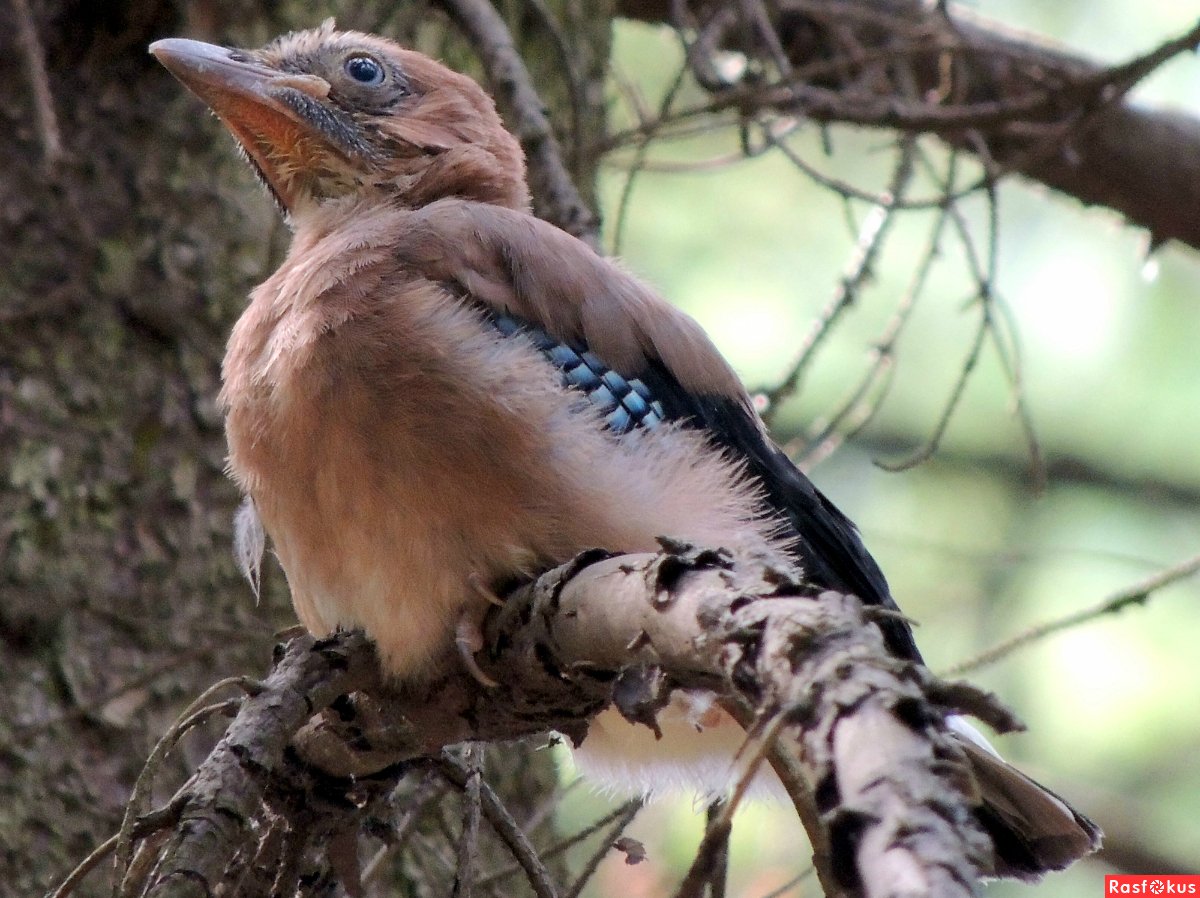 Рыжеголовая Сойка