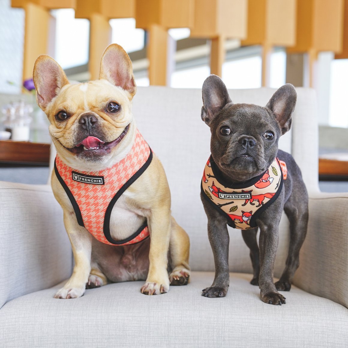 Метис бульдога