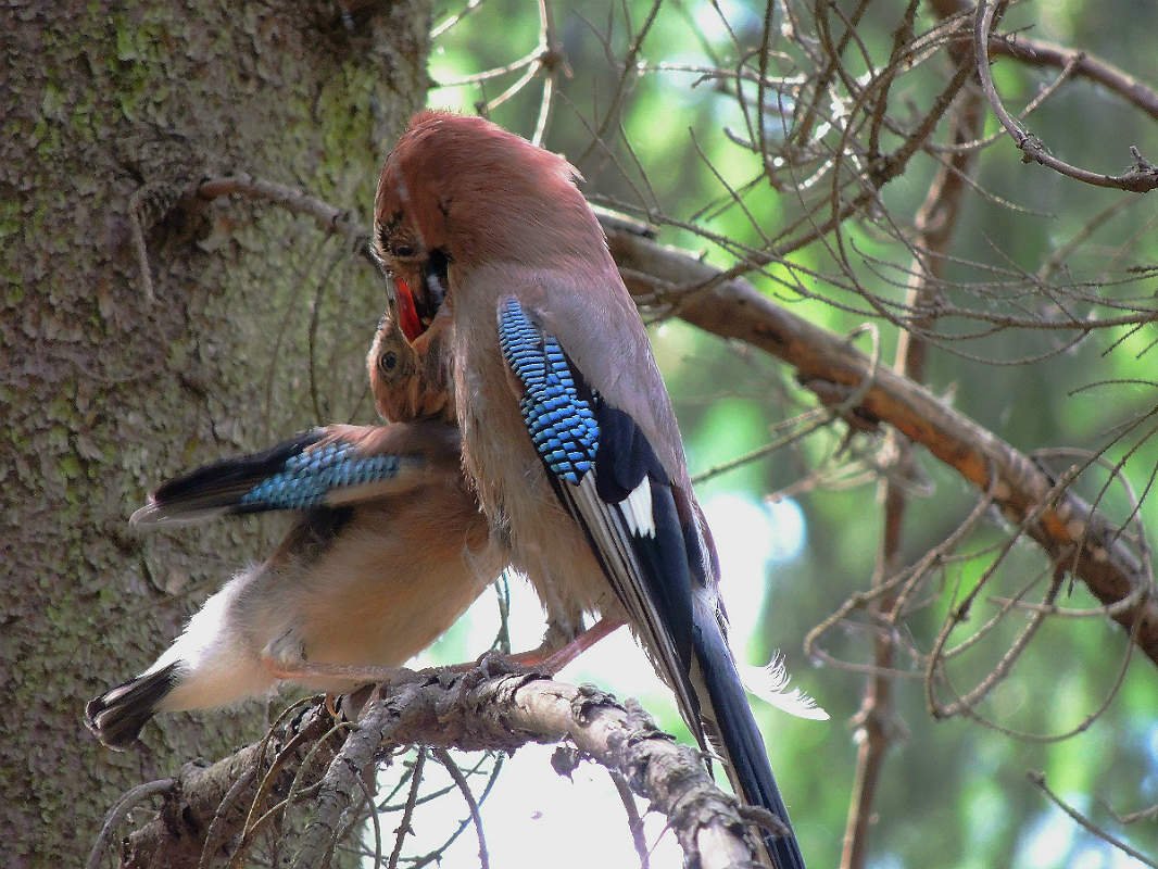 Сойка хохлатая