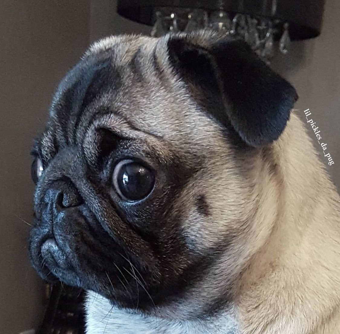 Косоглазый Мопс