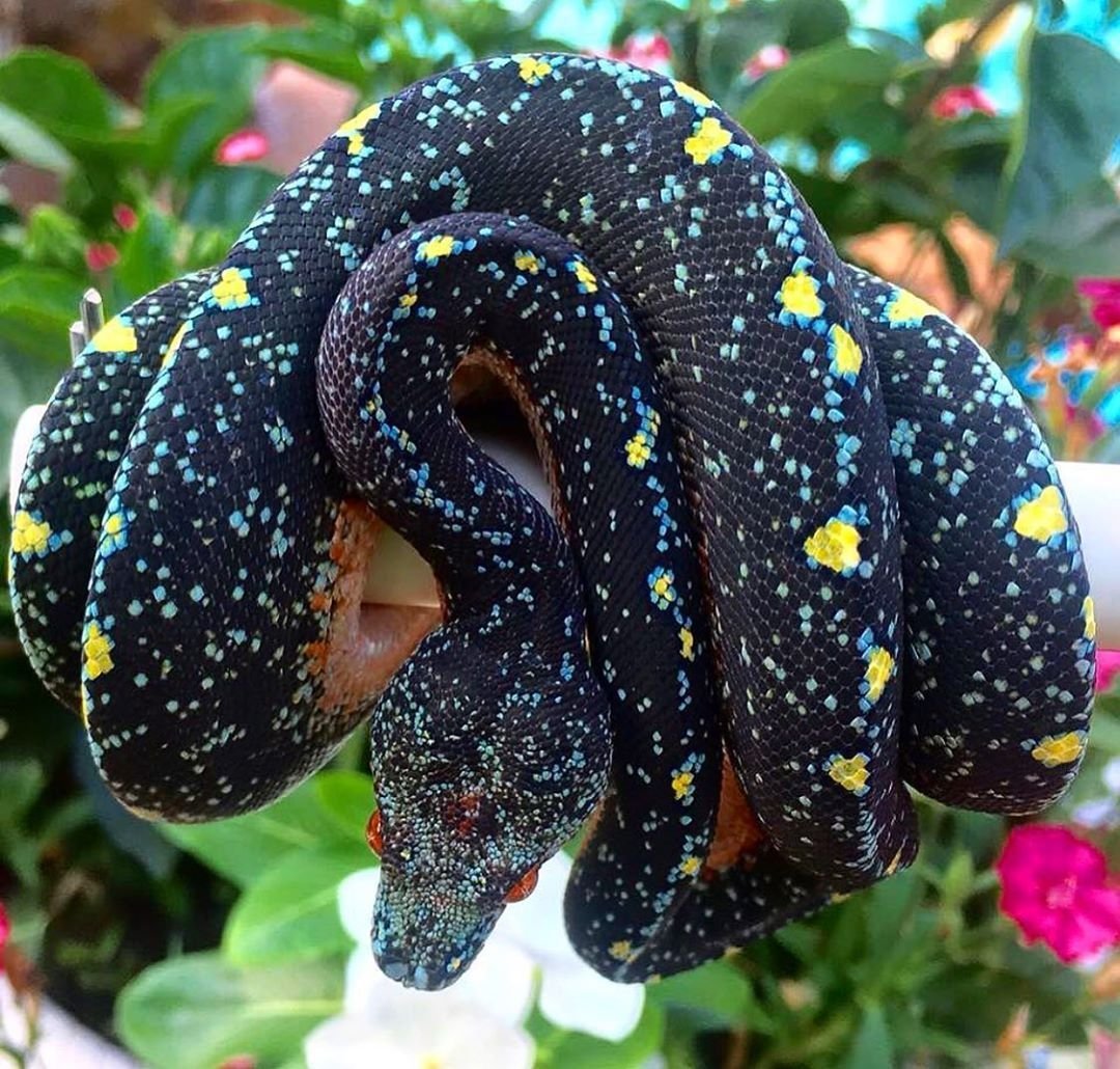 Белогубый питон морфы