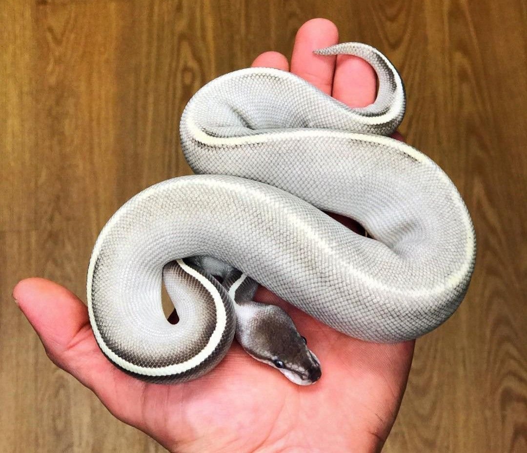 Cinnamon Mojave Королевский питон