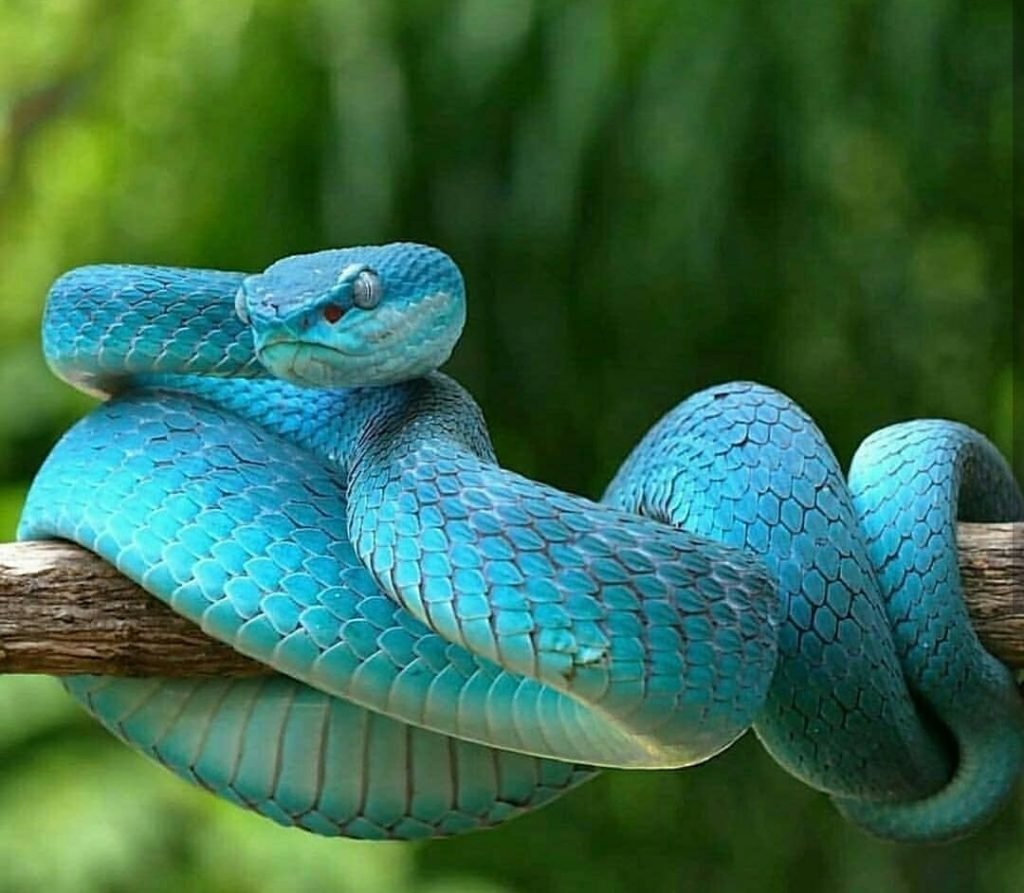 Змея бирюзового цвета