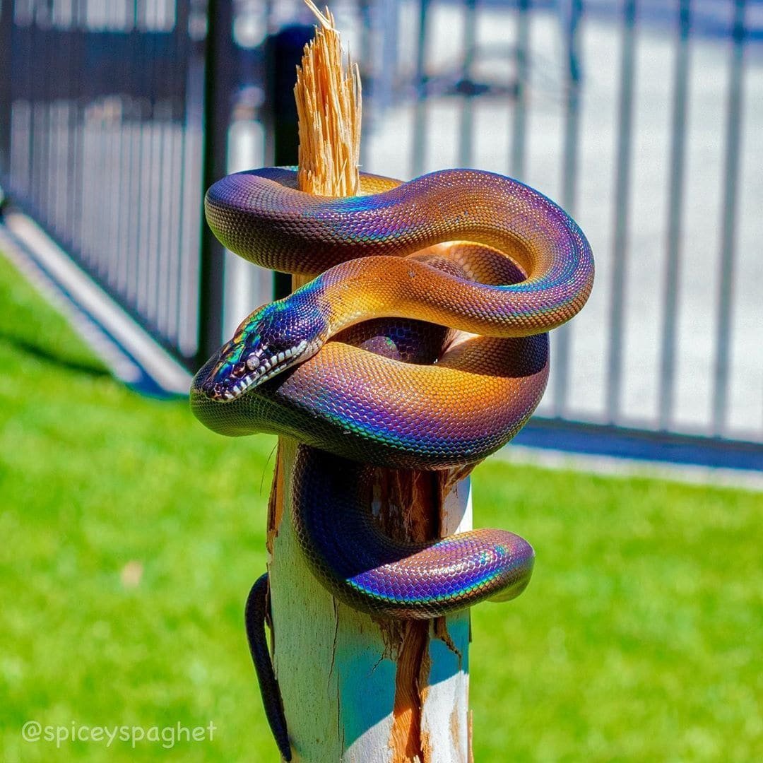 Колючая кустарниковая гадюка