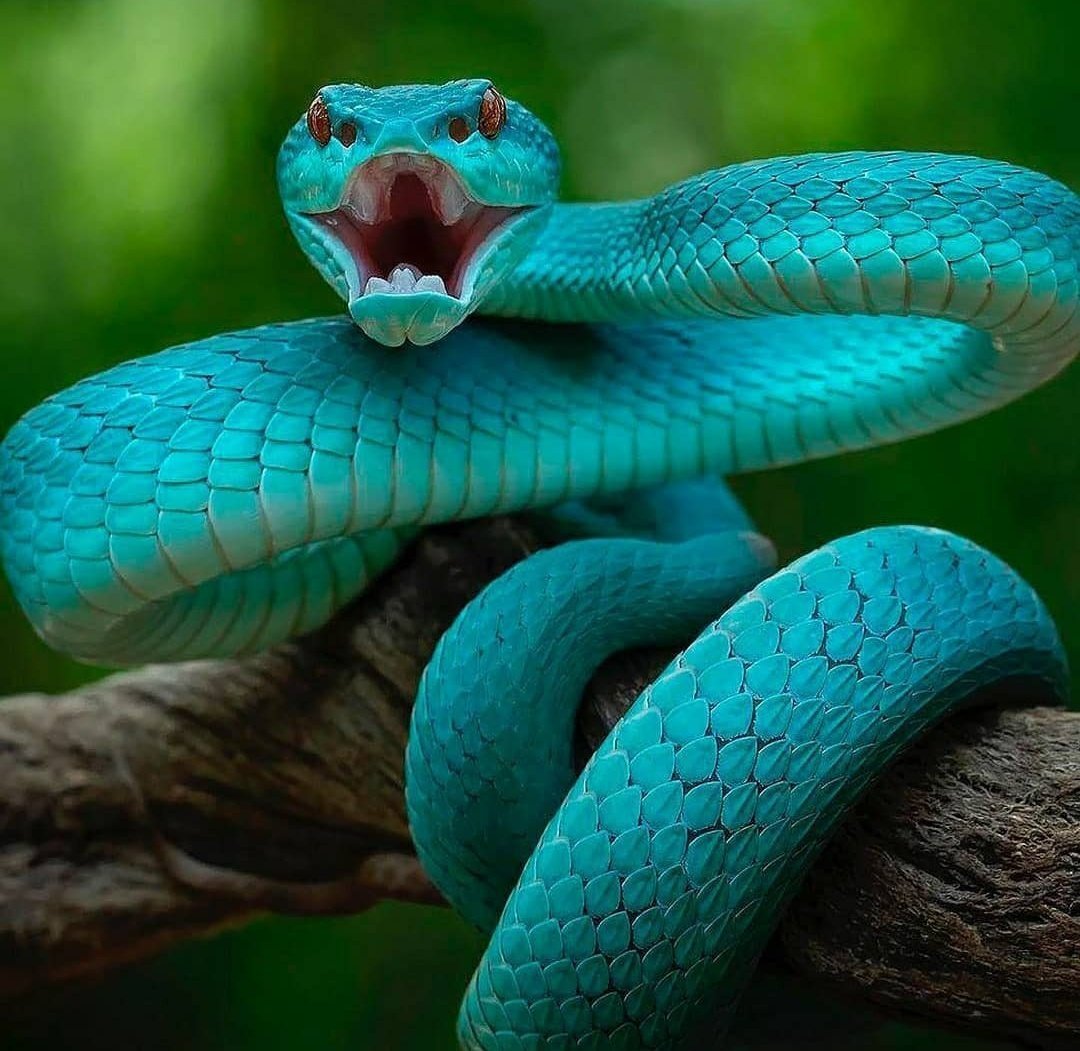 Голубая куфия гадюка